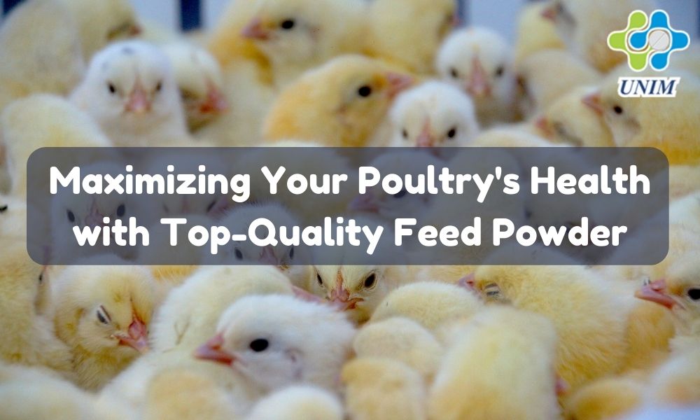 Maximizing Your Poultry's Health with Top-Quality Feed Powder