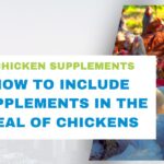chicken feed supplements
