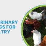 Veterinary Drugs For Poultry